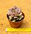 echeveria summer - Imagem 3
