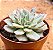 echeveria summer - Imagem 2