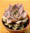 echeveria summer - Imagem 2