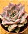 echeveria summer - Imagem 4