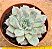 echeveria summer - Imagem 1