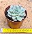 echeveria summer - Imagem 3