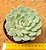 Echeveria mexensis zaragosa - Imagem 1