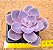 Echeveria linn - Imagem 3