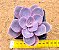 Echeveria linn - Imagem 1