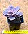 Echeveria linn - Imagem 4