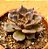 Echeveria super bowl - Imagem 2