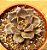 Echeveria super bowl - Imagem 1