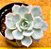 Echeveria canadian - Imagem 1