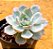 Echeveria canadian - Imagem 2