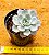 Echeveria canadian - Imagem 3