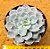 Echeveria canadian - Imagem 1