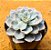 Echeveria canadian - Imagem 2