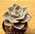 Echeveria rosea - Imagem 2