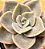 Echeveria rosea - Imagem 4