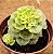 Sedeveria rolly variegata - Imagem 2
