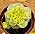 Sedeveria rolly variegata - Imagem 1