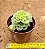 Sedeveria rolly variegata - Imagem 3