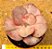 Echeveria only one - Imagem 1