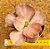 Echeveria only one - Imagem 6