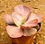Echeveria only one - Imagem 7