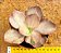 Echeveria only one - Imagem 9