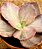 Echeveria only one - Imagem 10