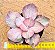 Echeveria only one - Imagem 2