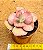 Echeveria only one - Imagem 3
