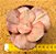 Echeveria only one - Imagem 4
