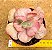 Echeveria only one - Imagem 1