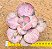 Echeveria only one - Imagem 1