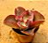 Echeveria gibbiflora aquarius red - Imagem 2