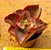 Echeveria gibbiflora aquarius red - Imagem 1