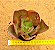 Echeveria gibbiflora big red - Imagem 3