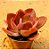 Echeveria gibbiflora big red - Imagem 1