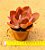 Echeveria gibbiflora big red - Imagem 2
