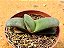 Gasteria nitida armstrongii - Imagem 1
