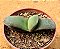 Gasteria nitida armstrongii - Imagem 4