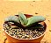 Gasteria nitida armstrongii - Imagem 2