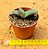 Gasteria nitida armstrongii - Imagem 3