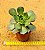 Aeonium lemon lime - Imagem 4
