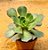 Aeonium lemon lime - Imagem 2