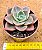 Graptoveria albert baynes - Imagem 2
