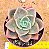 Graptoveria albert baynes - Imagem 1