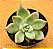 Echeveria seven nights - Imagem 1