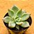 Echeveria seven nights - Imagem 2