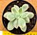 Echeveria luella variegata - Imagem 1