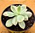 Echeveria luella variegata - Imagem 2