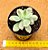 Echeveria luella variegata - Imagem 3